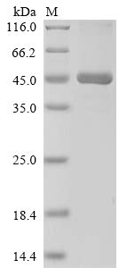 abcb1 elisa kit|Human ABCB1 / ATP.